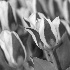 2Spring Tulips - ID: 96278 © Rhonda Maurer