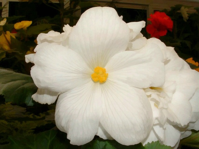 White Begonia - Floral Art