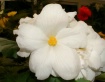 White Begonia - F...
