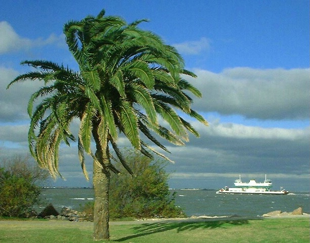 Palm & Ferry