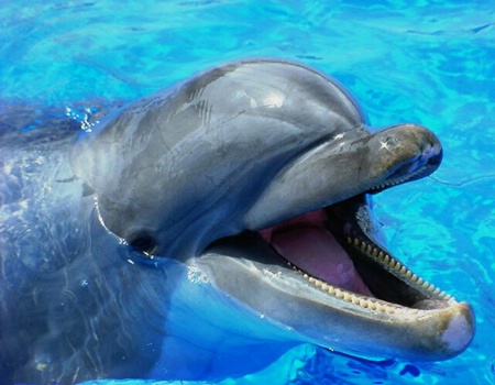 Dolphin Laugh