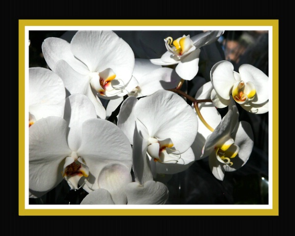 Sprig of White Orchids