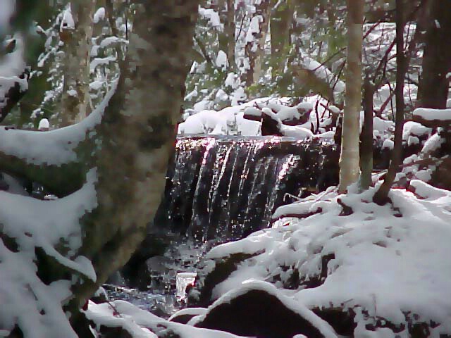 Waterfall & Trees