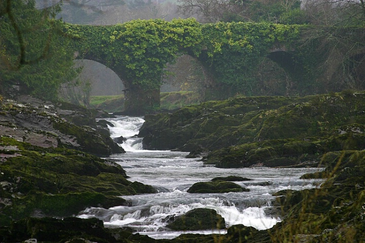 Ivy Covered Bridge