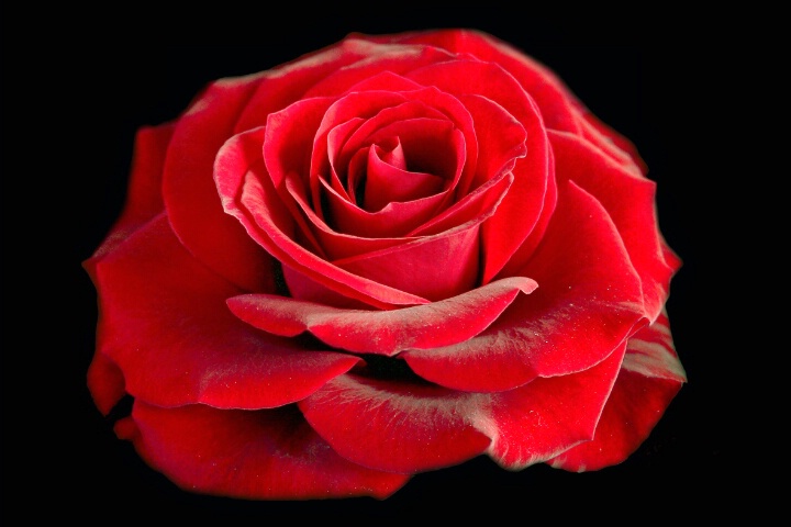 Red rose from Denmark to all of your