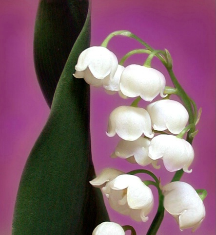 Lily of the Valley 2