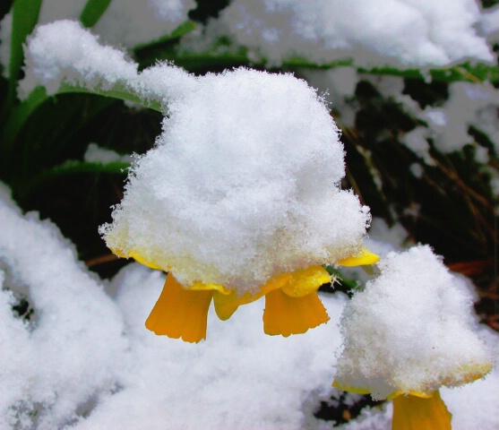~Snow Hat~