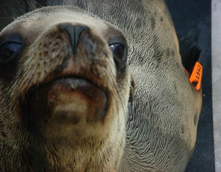 Sea Lion Smirk