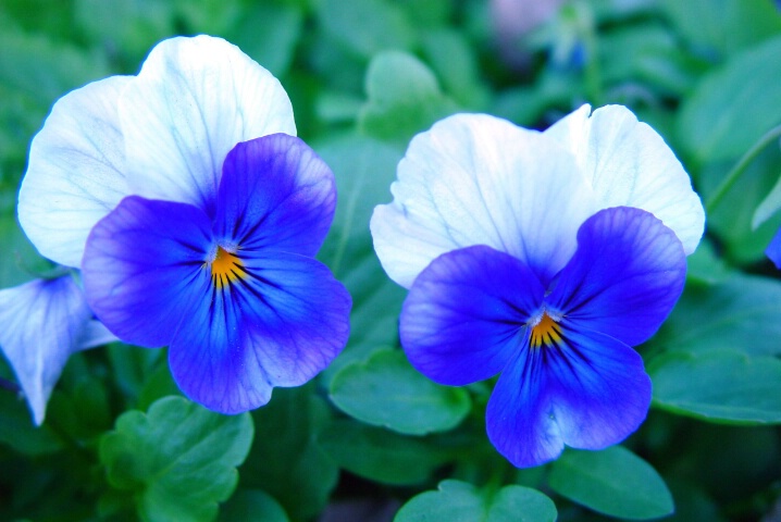 Blue and White Pansies