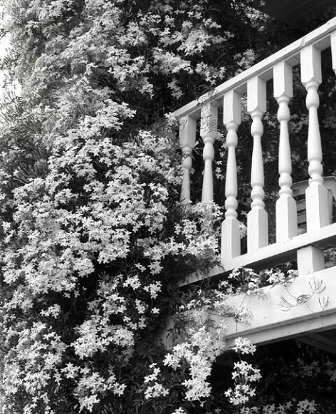 Jasmine On The Balcony