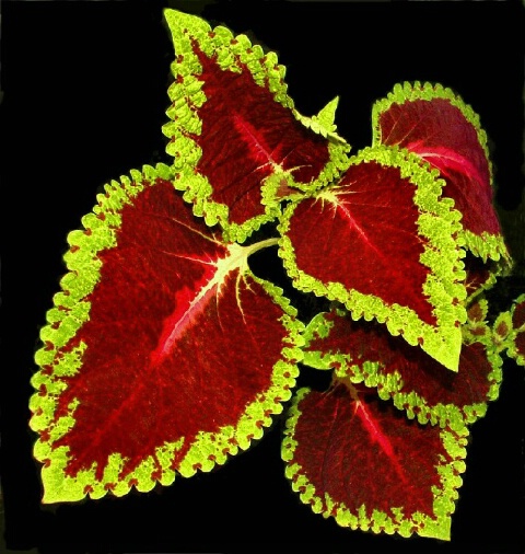 Coleus Study #3