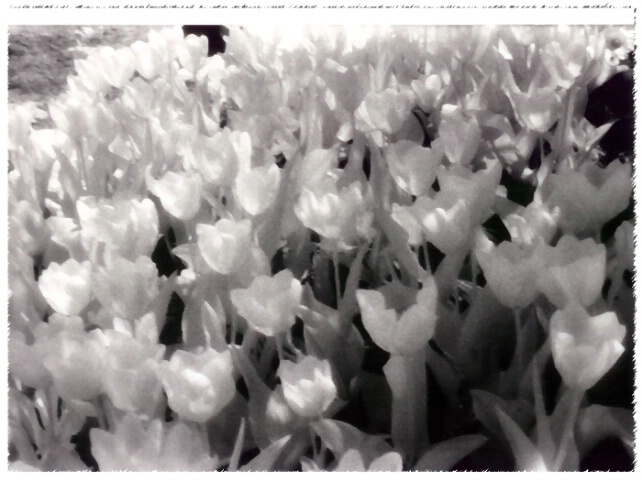 INFRARED TULIPS