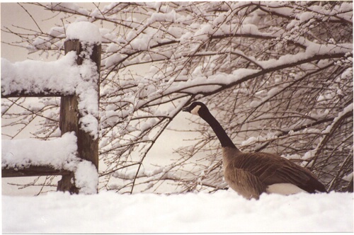 Winter Goose