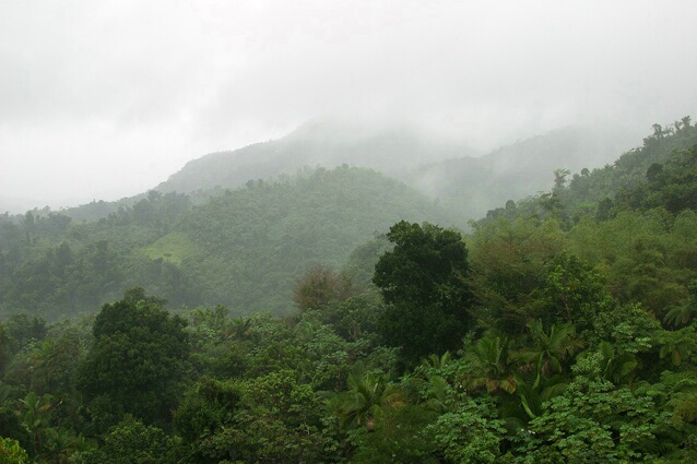 El Yunque in the Rain - ID: 100431 © Sharon E. Lowe