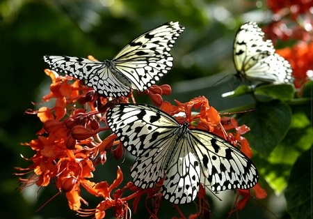 Butterflies Aglow