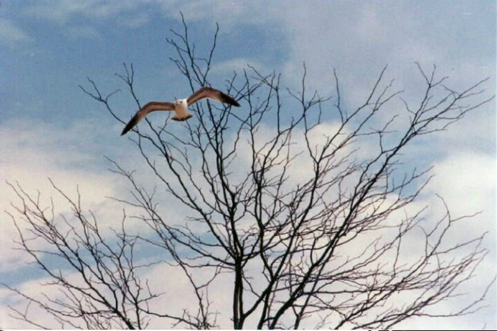 "Wind Beneath My Wings"