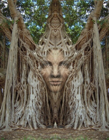 WOOD QUEEN