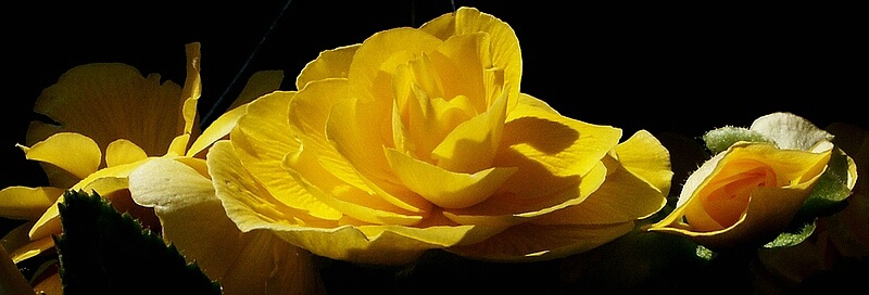"Yellow Rose..."
