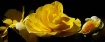 "Yellow Rose....