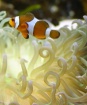 Clown Fish and An...