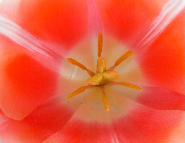 Tulip Up Close and Personal