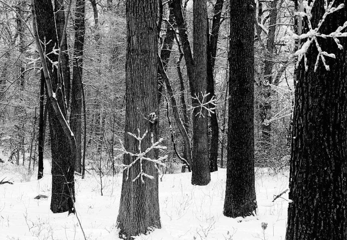 Snow Flake Forrest - ID: 102644 © John W. Davis