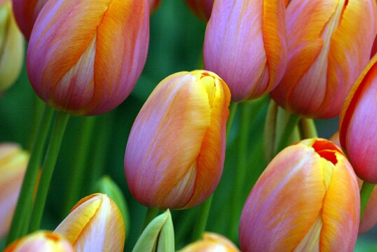 EASTER TULIPS