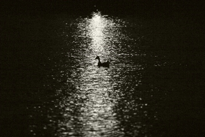 Duck Silhouette 1 - ID: 104442 © Greg Harp