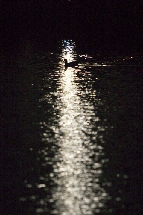 Duck Silhouette 2 - ID: 104460 © Greg Harp