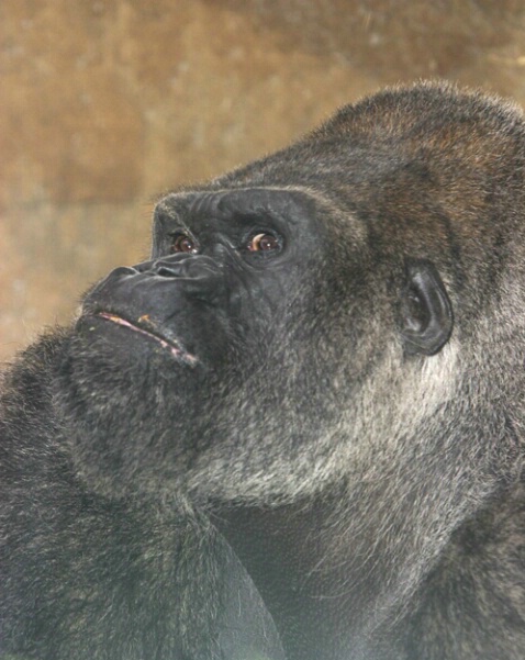 Gorilla Portrait 1 - ID: 104482 © Greg Harp