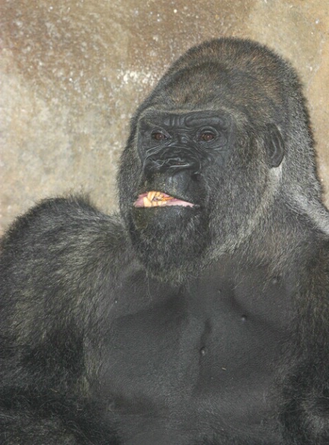 Gorilla Portrait 2 - ID: 104483 © Greg Harp