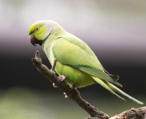 Green Parakeet - ID: 104484 © Greg Harp