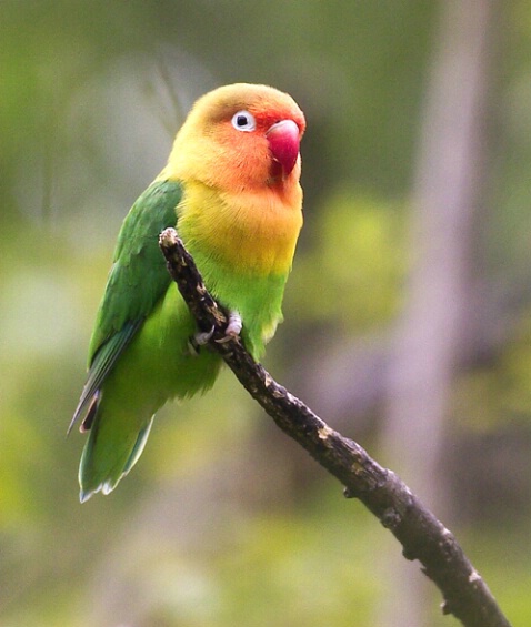 Lovebird 1 - ID: 104486 © Greg Harp