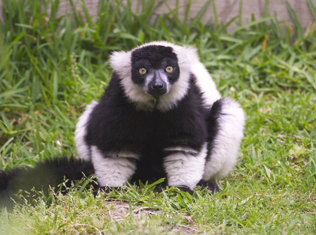 Black & White Lemur 1 - ID: 104489 © Greg Harp
