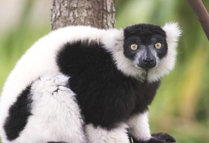 Black & White Lemur 2 - ID: 104490 © Greg Harp