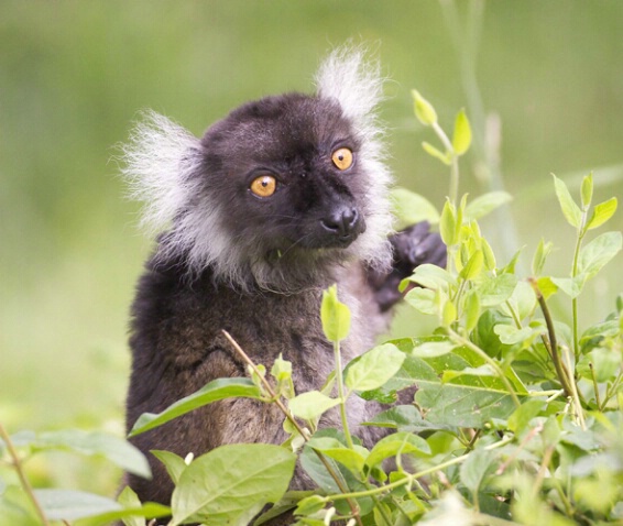 Lemur with Tufts - ID: 104491 © Greg Harp