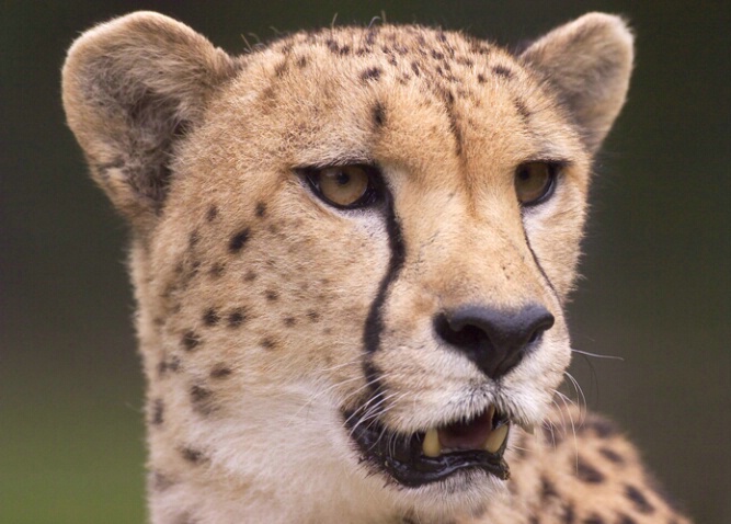 Cheetah 1 - ID: 104492 © Greg Harp
