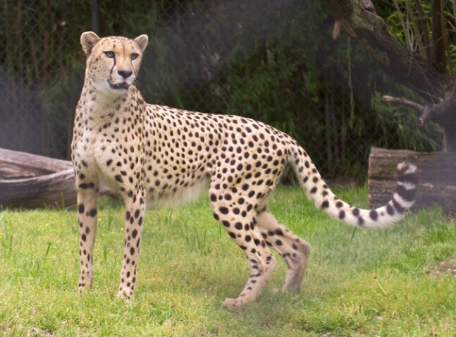 Cheetah 2 - ID: 104494 © Greg Harp