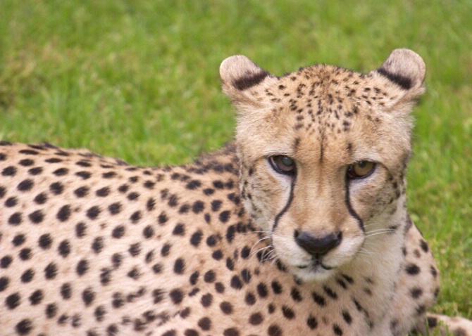 Cheetah 3 - ID: 104495 © Greg Harp