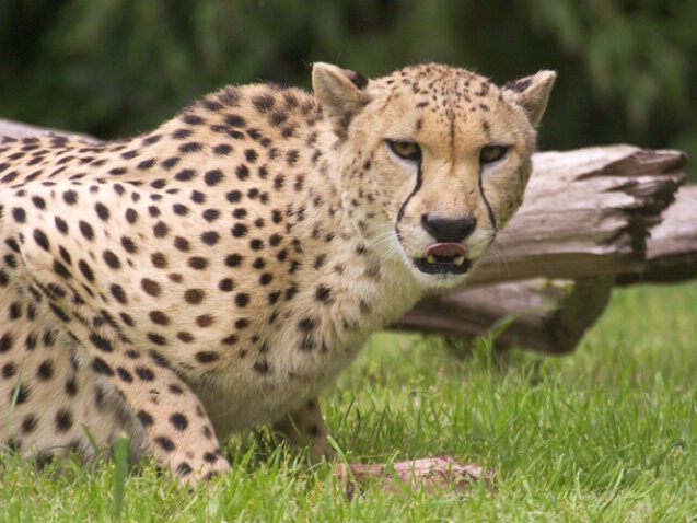 Cheetah 4 - ID: 104496 © Greg Harp