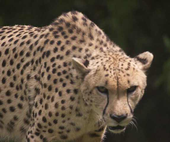 Cheetah 5 - ID: 104497 © Greg Harp