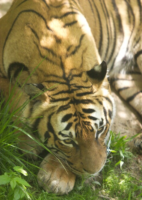 Indonesian Tiger - ID: 104498 © Greg Harp