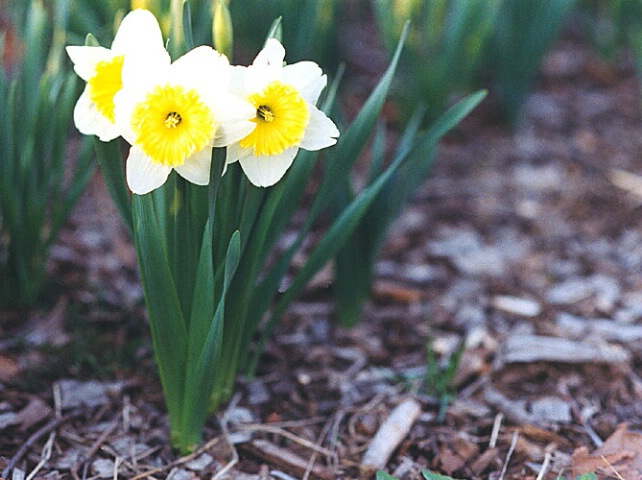 Daffodil Print