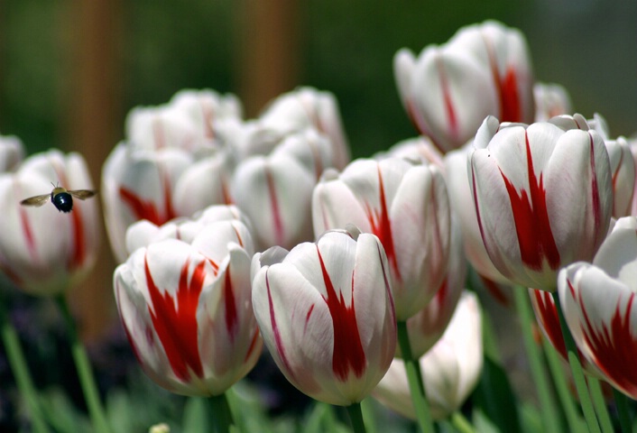 Red & White Tulips - ID: 105851 © Rhonda Maurer