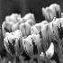 2Red & White Tulips - ID: 105851 © Rhonda Maurer