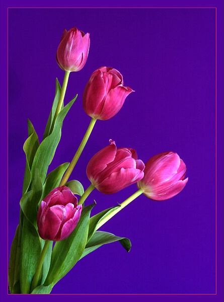 Tulips
