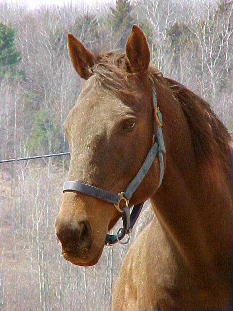 Horse at Autumn Crest Inn