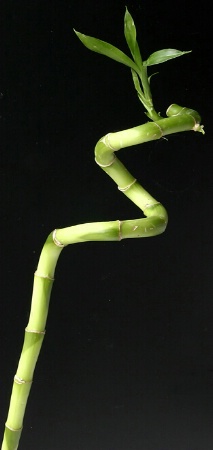 Lucky Bamboo