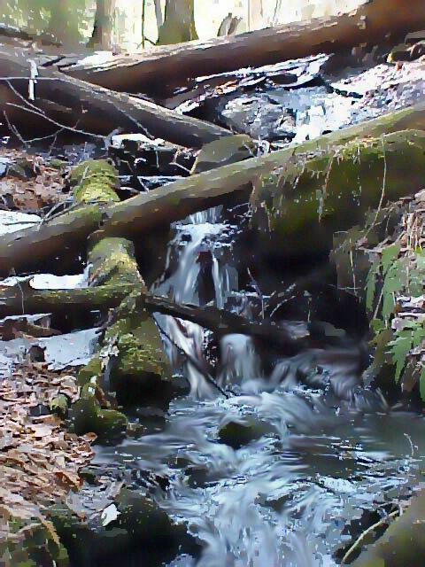 Trees Down the Waterfall