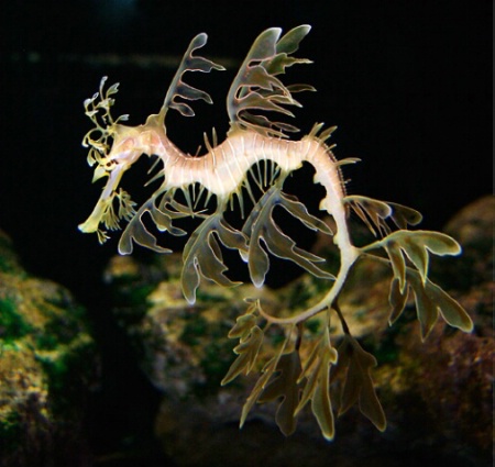 Leafy Seadragon